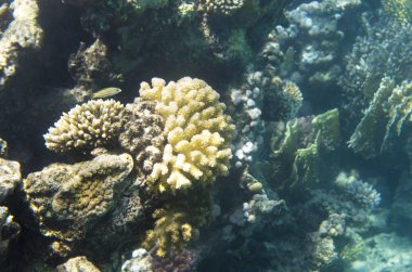 Mercanlar Kızıldeniz dibinde