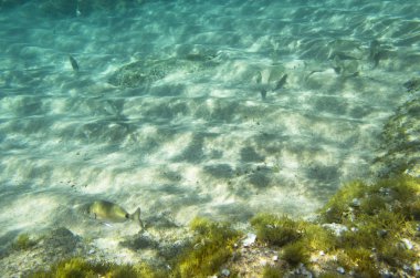 Akdeniz kumlu alt tarafından balık