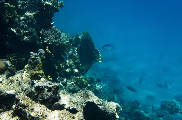 Подводный Пейзаж Кораллового Рифа Красном Море — стоковое фото