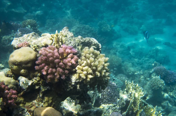 Bright reef corals in the Red Sea