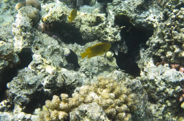 Korallenfische Vor Dem Hintergrund Eines Korallenriffs — Stockfoto