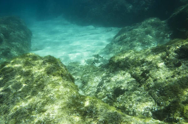 Underwater Landscape Mediterranean — Stock Photo, Image