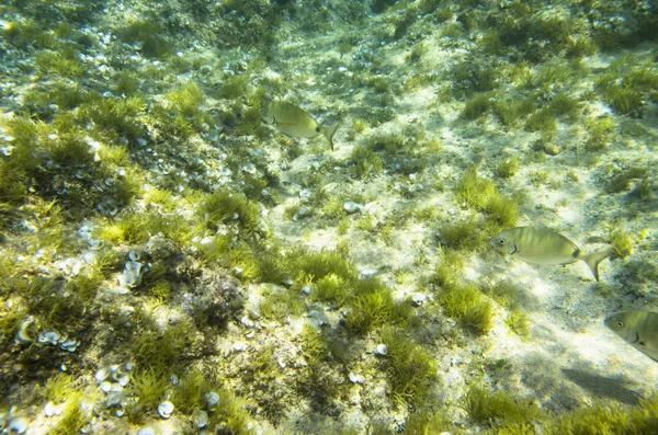 Fondo Del Mar Medio Con Algas Peces — Foto de Stock