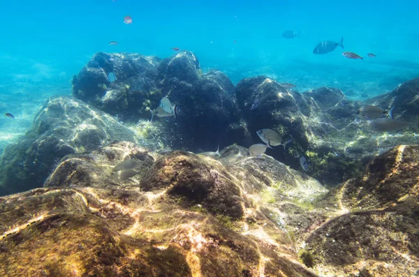 Peces Una Roca Submarina Mediterráneo — Foto de Stock