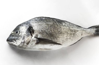 Dorado balığı beyaz zemin üzerine