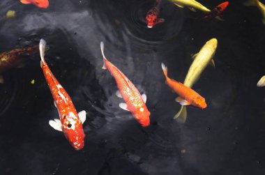 Suda parlak sazan balığı