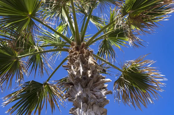 Falcon Zit Bovenop Een Palmboom — Stockfoto