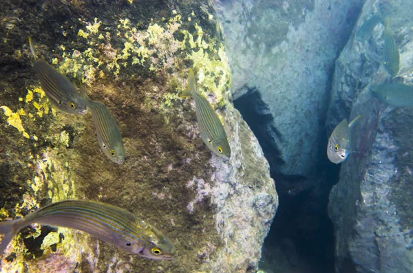 Salpa Pesce Mare Fondo Pietra — Foto Stock