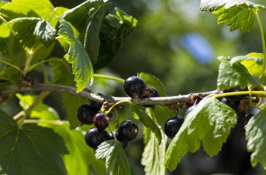 Yeşil yaprakları ile bir dal üzerinde siyah frenk üzümü