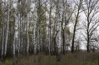 Erken ilkbaharda Huş korusu, manzara