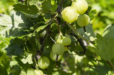 Yeşil yaprakları ile bir dal üzerinde Bektaşi üzümü çilek
