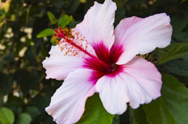 Yaprakların gölgesinde Hibiscus çiçek