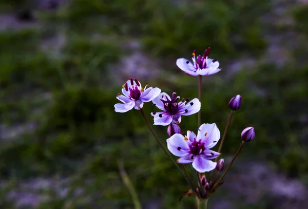 Petites Fleurs Sur Fond Herbe Btomus Umbelltus Butomus — Photo