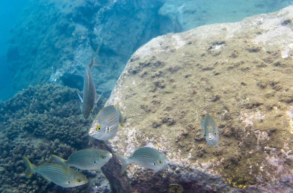 Fisch Steinernen Meeresboden Salpa — Stockfoto