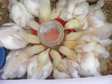 birçok bebek tavuk yemek kuşlar çiftlikte