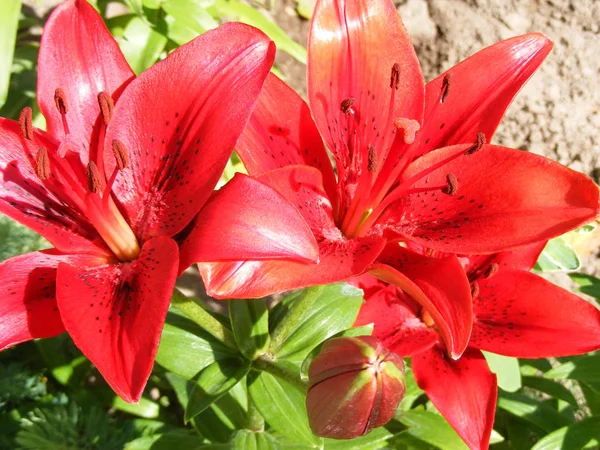 Röd Lilja Blommor Närbild Blomma Blommar Blomma Trädgård Blomma Makro — Stockfoto