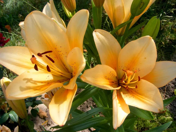 Κίτρινος Κρίνος Λουλούδι Φυσικό Λουλούδι Φόντο Λουλούδι Στον Κήπο — Φωτογραφία Αρχείου