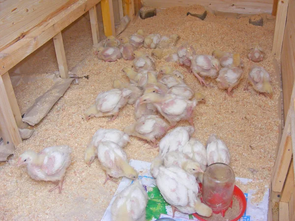Ekologiskt Jordbruk Broller Kyckling — Stockfoto