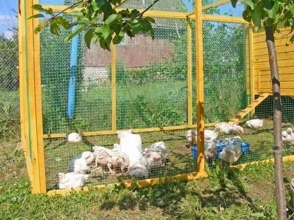 Cría Aves Ecológicas Pollo Hierba — Foto de Stock