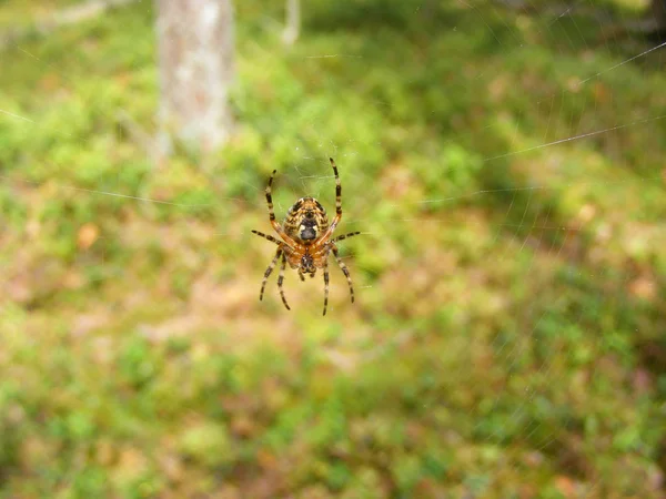 그것의 거미의 매크로 — 스톡 사진
