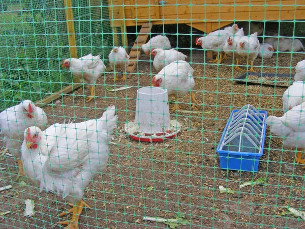 Gallinas Blancas Engorde Granja Ecológica — Foto de Stock