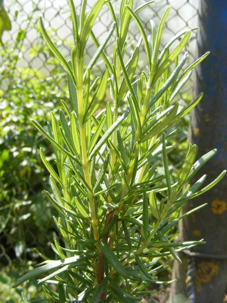 Vertical Photo Rosemary Close — Stock Photo, Image