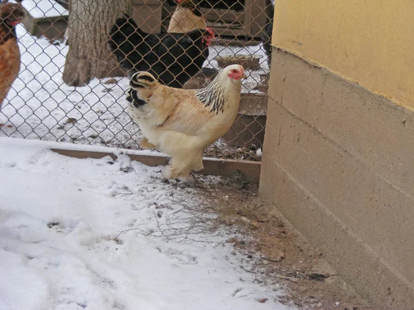 Бледная Курица Фаверола Органической Ферме — стоковое фото