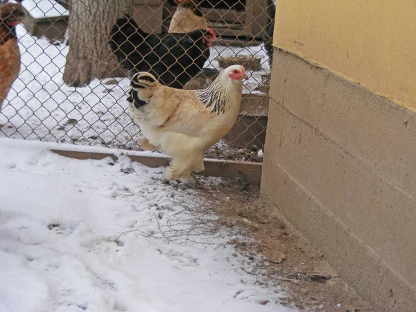 Găină Palidă Faverol Ferma Ecologică — Fotografie, imagine de stoc