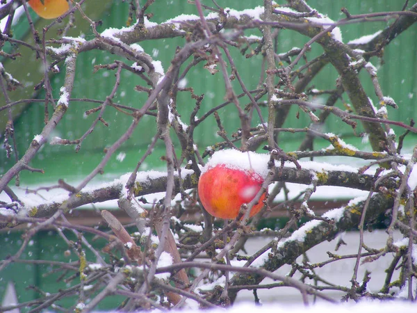 Maçã Vermelha Ramo Neve Imagem Colorida Inverno Com Fundo Verde — Fotografia de Stock