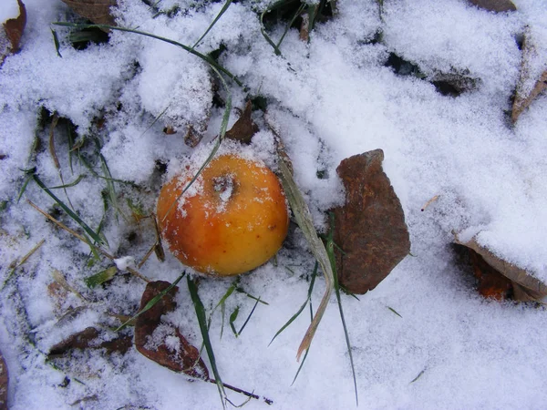 Manzana Naranja Helada Nieve Cerca —  Fotos de Stock