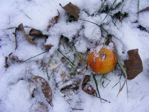 Frostiga Orange Äpple Snö Natursköna Konceptet Foto — Stockfoto