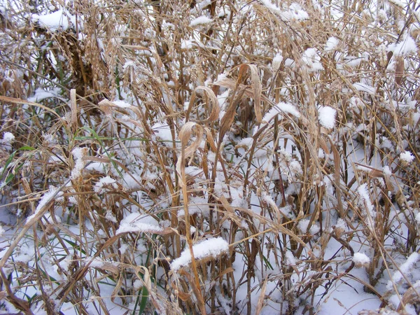 Суха Трава Ячменю Вівса Або Пшениці Зимовому Полі — стокове фото