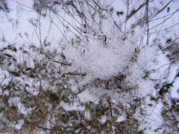 Foto Monocromática Grama Seca Inverno Dia Nevado — Fotografia de Stock