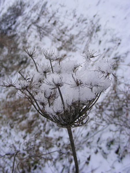 Монохромне Фото Сухої Трави Взимку Сніг Крупним Планом — стокове фото
