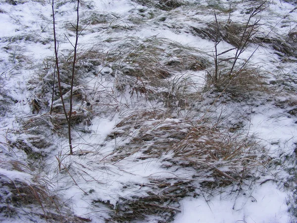 Herbe Neigeuse Près Surface Hivernale Dans Forêt Biélorussie — Photo