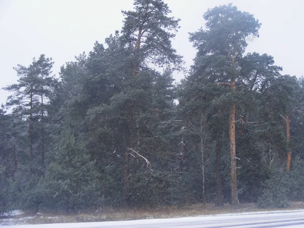 Snowy Pine Fir Forest Belarus — Stock Photo, Image