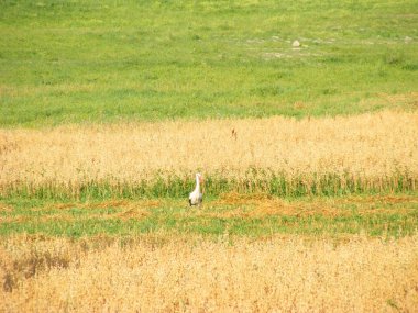 Genç leylek doğal alışkanlığı