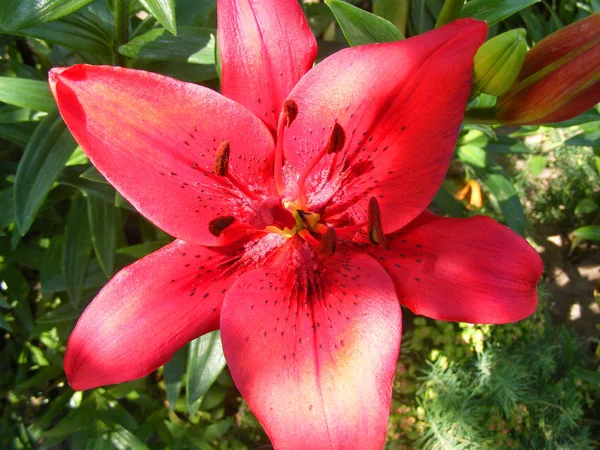 Lírios Vermelhos Fecham Para Desenho Decorativo Flor Macro — Fotografia de Stock