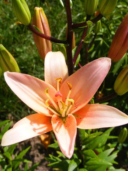 Orange Liljor Vertikal Bild Snygg Design För Alla Ändamål Blomma — Stockfoto