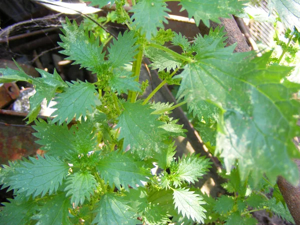 Green Stinging Nettle Foliage Background — Stock Photo, Image