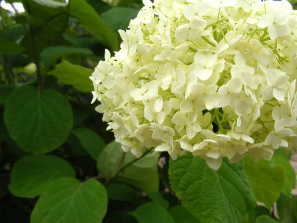 Beige Witte Hortensia Close Met Verlof — Stockfoto