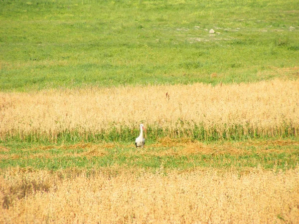 Genç leylek doğal alışkanlığı