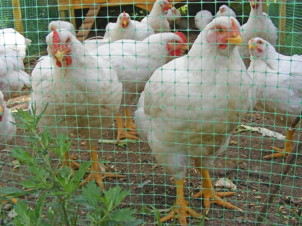 Gallinas Broller Blancas Meses Edad — Foto de Stock