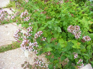 yabani nane ve melissa organik yatakta