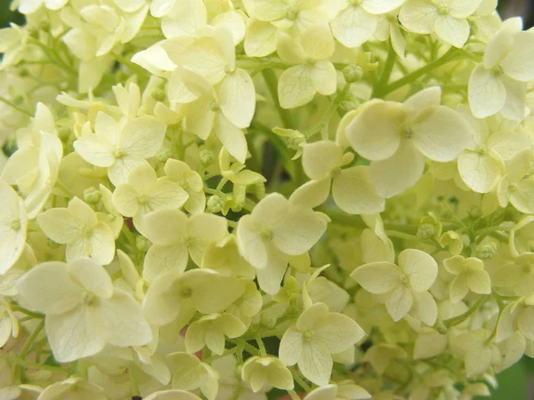 Wit Beige Hortensia Macro Close Structuur Van Bloemen Voor Achtergrond — Stockfoto