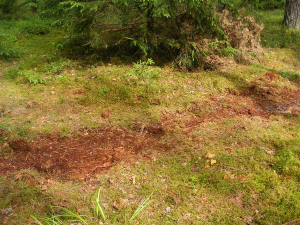 Sanglier Creuse Sol Avec Mousse Dans Forêt Pins Pour Les — Photo