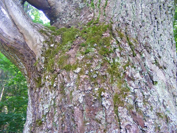 Écorce Vieux Chêne Avec Branche — Photo