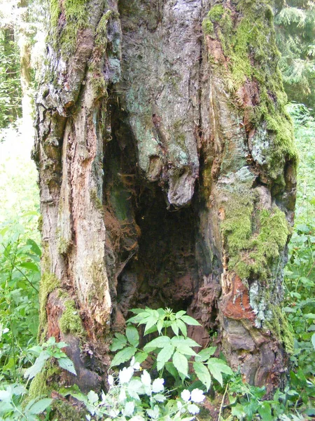 Écorce Chêne Forestier Vieilli Avec Grand Creux — Photo