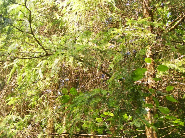 Floresta Bielorrússia Cones Abetos Ramos — Fotografia de Stock