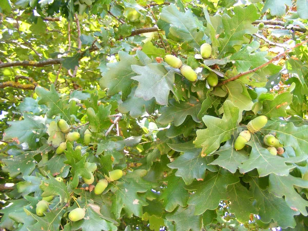 Texture Surface Acorns Branch Oak — Stock Photo, Image